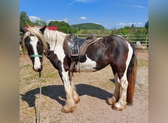 Tinkerhäst, Sto, 4 år, 150 cm, Pinto