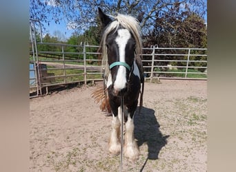 Tinkerhäst, Sto, 4 år, 150 cm, Pinto