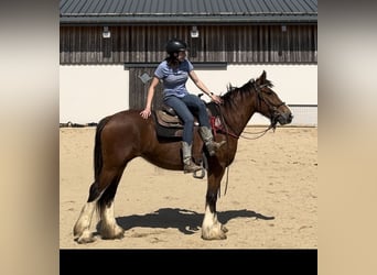 Tinkerhäst, Sto, 4 år, 153 cm, Brun