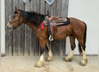 Tinkerhäst, Sto, 4 år, 153 cm, Brun