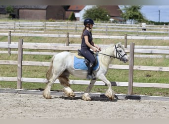 Tinkerhäst, Sto, 5 år, 126 cm, Grå-blå-brun