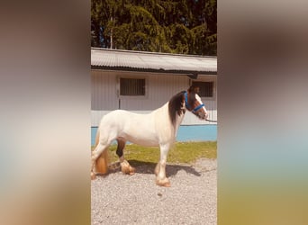 Tinkerhäst, Sto, 5 år, 130 cm, Pinto