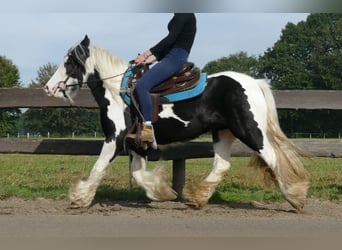 Tinkerhäst, Sto, 5 år, 131 cm, Pinto