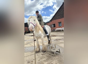 Tinkerhäst, Sto, 5 år, 135 cm, Vit