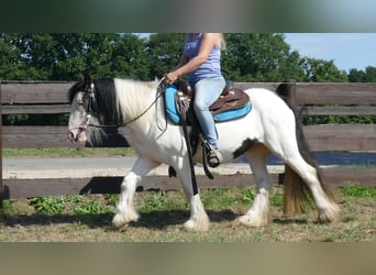 Tinkerhäst, Sto, 5 år, 136 cm, Pinto