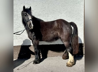 Tinkerhäst, Sto, 5 år, 140 cm, Svart