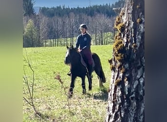 Tinkerhäst, Sto, 5 år, 140 cm, Svart