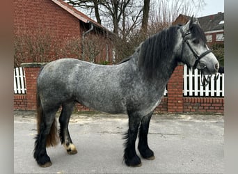 Tinkerhäst, Sto, 5 år, 142 cm, Grå-blå-brun