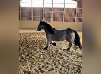 Tinkerhäst, Sto, 5 år, 142 cm, Gulbrun