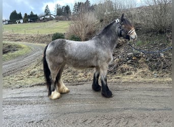 Tinkerhäst, Sto, 5 år, 142 cm, Gulbrun
