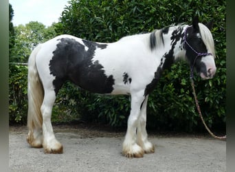 Tinkerhäst, Sto, 5 år, 143 cm, Pinto