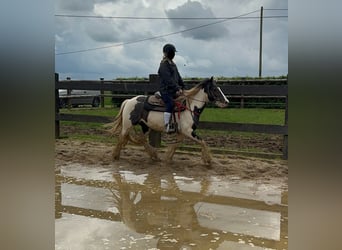 Tinkerhäst, Sto, 5 år, 145 cm, Pinto