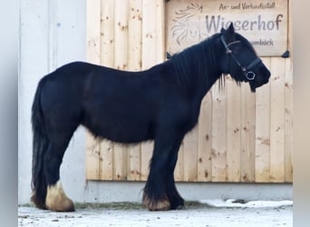 Tinkerhäst, Sto, 5 år, 145 cm, Svart