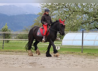 Tinkerhäst, Sto, 5 år, 145 cm, Svart