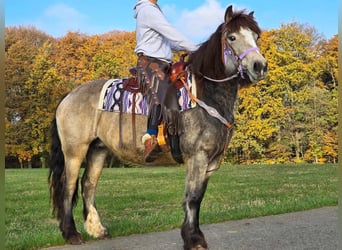 Tinker, Stute, 5 Jahre, 152 cm, Buckskin