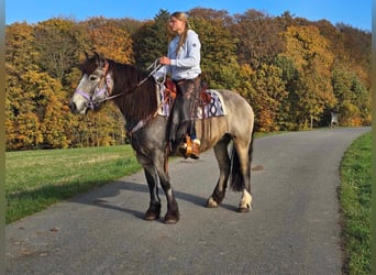 Tinkerhäst, Sto, 5 år, 152 cm, Gulbrun