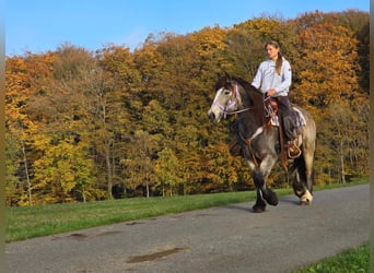 Tinkerhäst, Sto, 5 år, 152 cm, Gulbrun