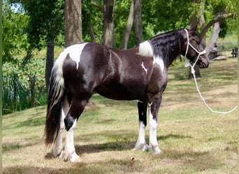 Tinkerhäst Blandning, Sto, 5 år, 155 cm