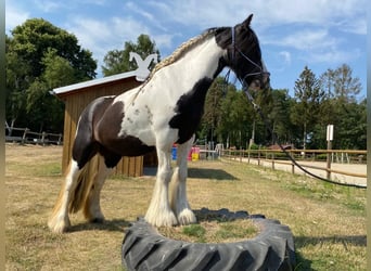 Tinkerhäst, Sto, 6 år, 130 cm, Pinto