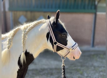 Tinkerhäst, Sto, 6 år, 130 cm, Pinto