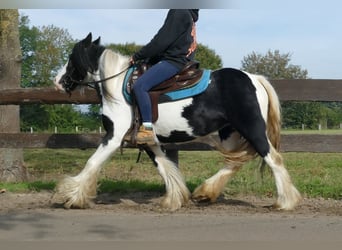 Tinkerhäst, Sto, 6 år, 132 cm, Pinto