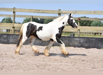 Tinkerhäst, Sto, 6 år, 135 cm, Pinto