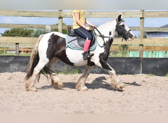 Tinkerhäst, Sto, 6 år, 135 cm, Pinto