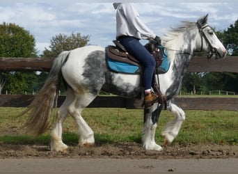 Tinkerhäst, Sto, 6 år, 135 cm, Pinto