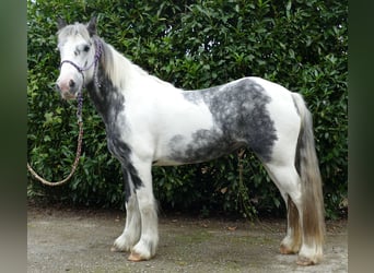 Tinkerhäst, Sto, 6 år, 135 cm, Pinto