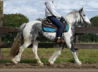 Tinkerhäst, Sto, 6 år, 135 cm, Pinto