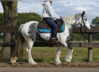 Tinkerhäst, Sto, 6 år, 135 cm, Pinto