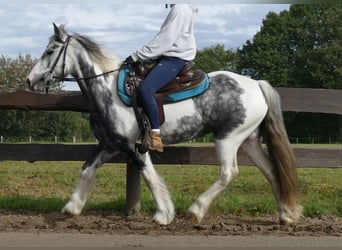 Tinkerhäst, Sto, 6 år, 135 cm, Pinto