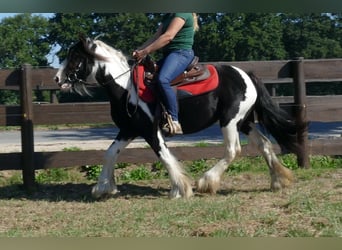 Tinkerhäst, Sto, 6 år, 139 cm, Pinto