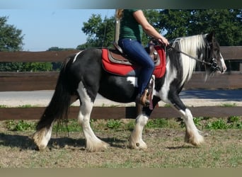 Tinkerhäst, Sto, 6 år, 139 cm, Pinto