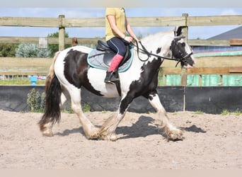 Tinkerhäst, Sto, 6 år, 139 cm, Tobiano-skäck-alla-färger