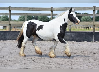 Tinkerhäst, Sto, 6 år, 139 cm, Tobiano-skäck-alla-färger