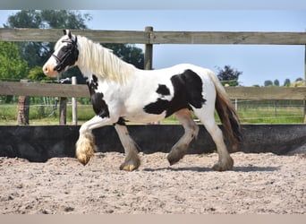 Tinkerhäst, Sto, 6 år, 139 cm, Tobiano-skäck-alla-färger