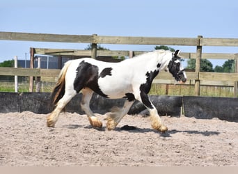 Tinkerhäst, Sto, 6 år, 139 cm, Tobiano-skäck-alla-färger
