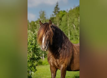 Tinkerhäst, Sto, 6 år, 142 cm, Brun