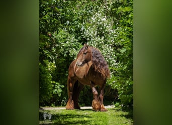 Tinkerhäst, Sto, 6 år, 142 cm, Brun