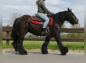 Tinkerhäst, Sto, 6 år, 146 cm, Rökfärgad svart