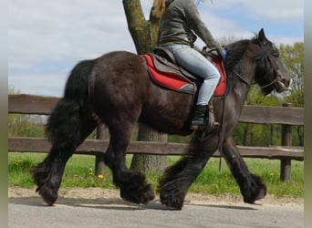 Tinkerhäst, Sto, 6 år, 146 cm, Rökfärgad svart