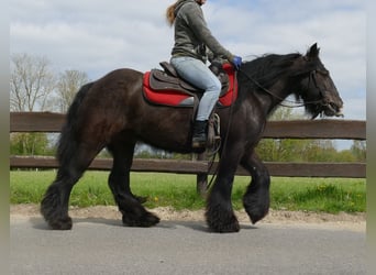 Tinkerhäst, Sto, 6 år, 146 cm, Rökfärgad svart