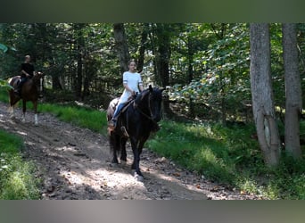 Tinkerhäst Blandning, Sto, 6 år, 155 cm, Svart