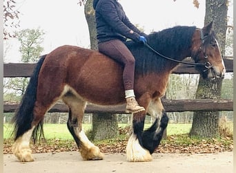 Tinkerhäst, Sto, 7 år, 130 cm, Brun