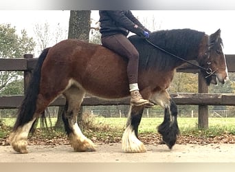 Tinkerhäst, Sto, 7 år, 130 cm, Brun