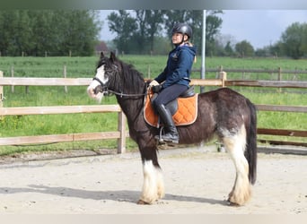 Tinkerhäst, Sto, 7 år, 130 cm, Brunskimmel