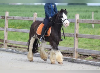 Tinkerhäst, Sto, 7 år, 130 cm, Brunskimmel