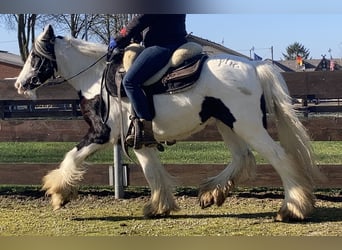 Tinkerhäst, Sto, 7 år, 130 cm, Pinto