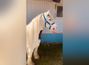 Tinkerhäst, Sto, 7 år, 135 cm, Pinto
